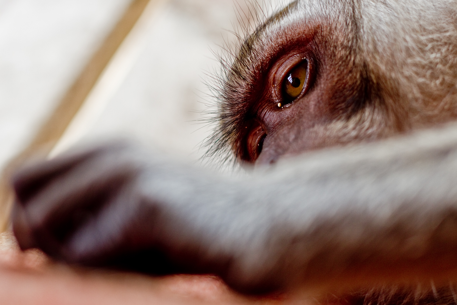 Monkey, Bali, Indonesia